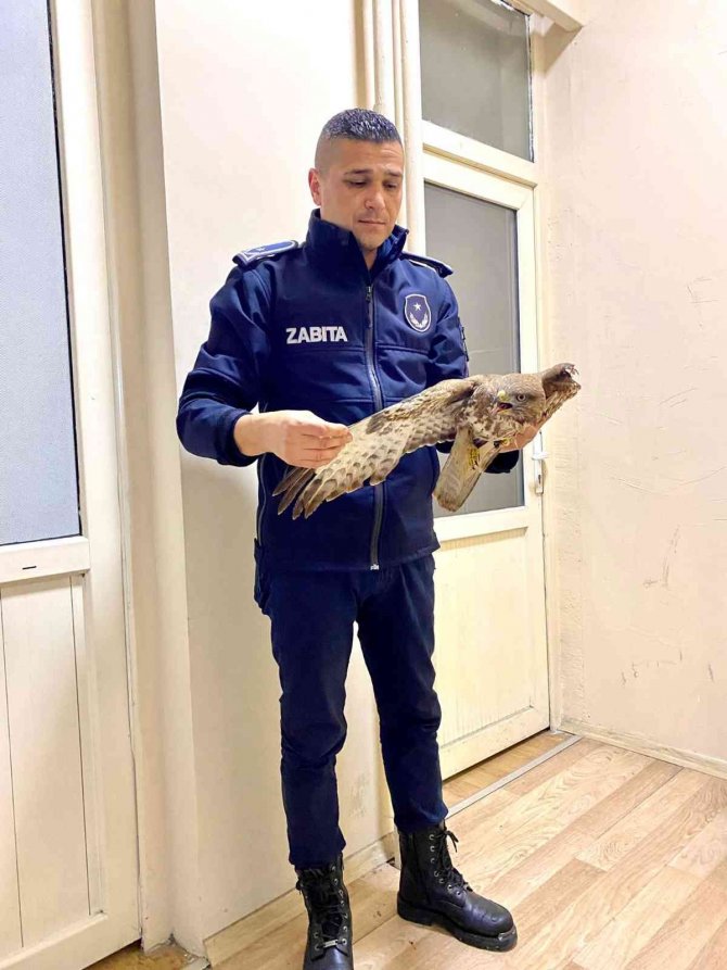 Silahla Yaralanan Atmaca Tedavi Altına Alındı