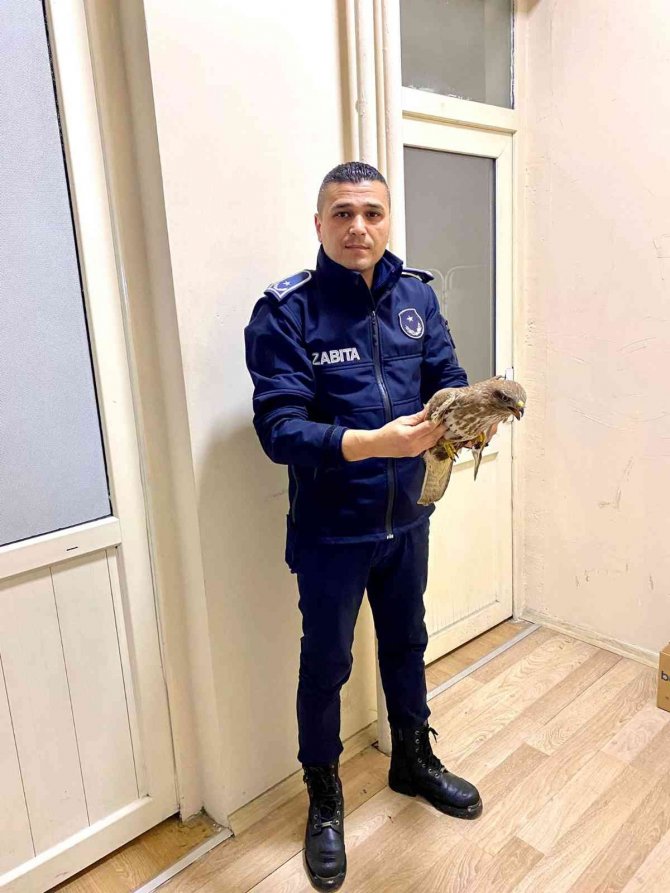 Silahla Yaralanan Atmaca Tedavi Altına Alındı