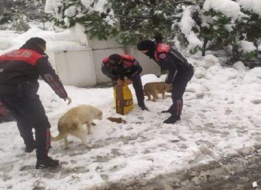 Emniyet Ekipleri Sokak Hayvanlarını Unutmadı
