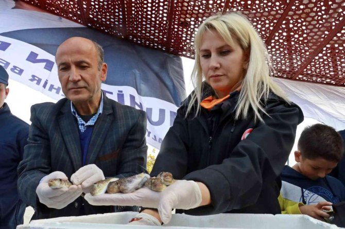 Balıkçılar, Korkulu Rüyası Haline Gelen Balon Balığını Yakalamak İçin Yarıştı