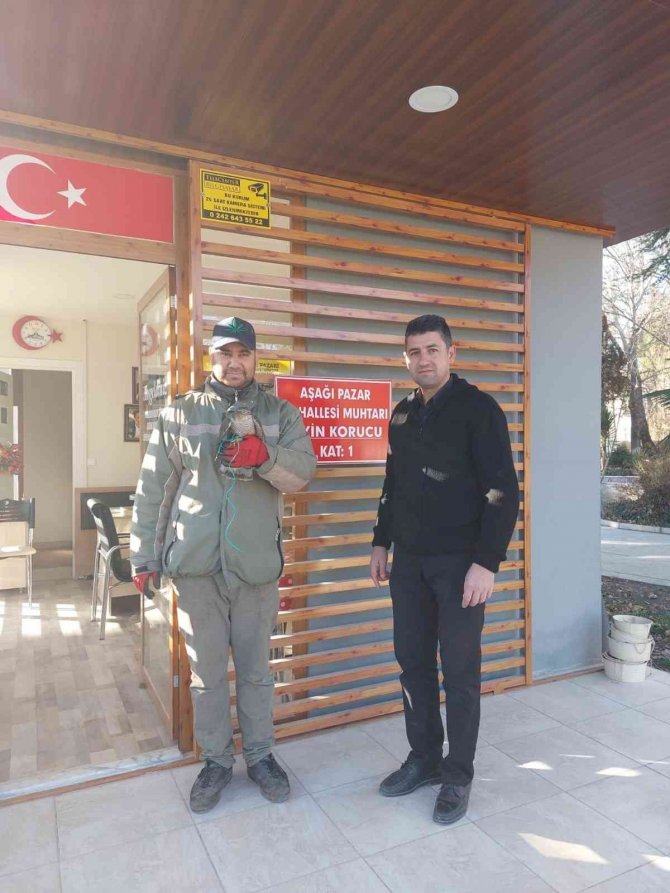 Yaralı Atmaca Muhtarlığa Teslim Edildi