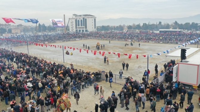 Aydın’da 184 Deve Kıran Kırana Güreşti