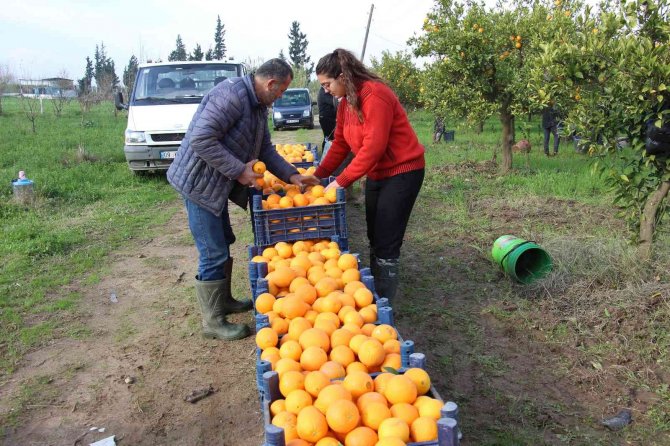 Portakal Üreticisi Aracıdan Dertli