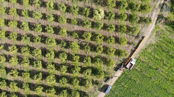 Portakal Üreticisi Aracıdan Dertli