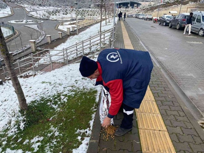 Sokak Hayvanlarını Elleriyle Beslediler
