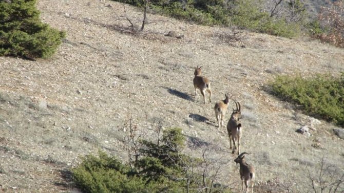 Elazığ Valisi Toraman, Dağ Keçilerini İzleme Çalışmasına Katıldı