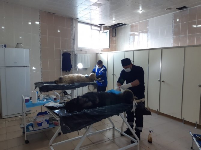 Hakkari’de Sokak Hayvanlarını Kısırlaştırma Çalışması