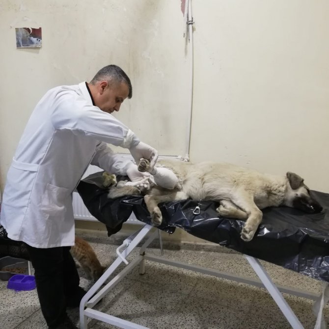 Hakkari’de Sokak Hayvanlarını Kısırlaştırma Çalışması