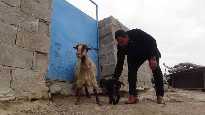 Kilis’te 3 Ayaklı Oğlak Görenleri Şaşkına Çeviriyor