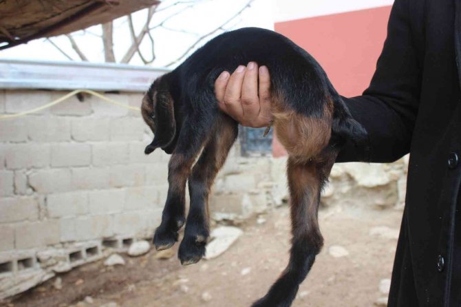Kilis’te 3 Ayaklı Oğlak Görenleri Şaşkına Çeviriyor