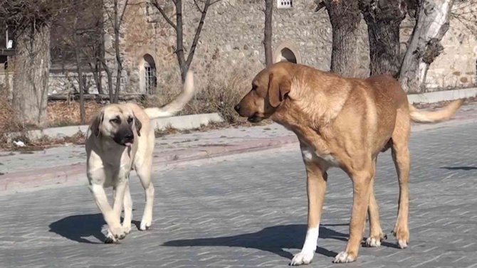Köpek Saldırısından Nasıl Korunabiliriz