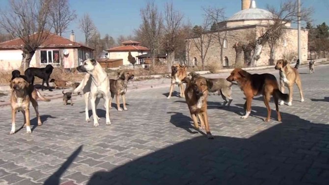 Köpek Saldırısından Nasıl Korunabiliriz