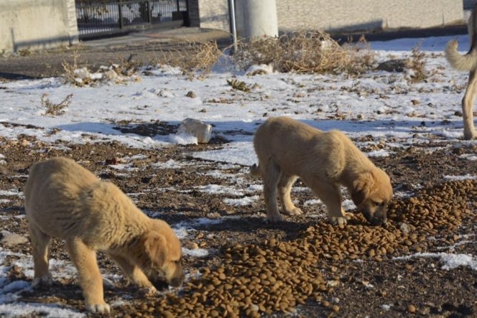 Niğde Sokak Hayvanlarına Mama Dağıtıldı