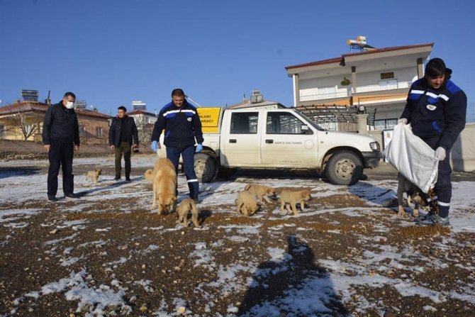 Niğde Sokak Hayvanlarına Mama Dağıtıldı