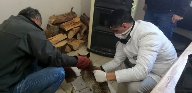 Bitkin Halde Bulunan Tilki Tedavisinin Ardından Doğaya Salındı