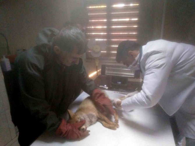 Bitkin Halde Bulunan Tilki Tedavisinin Ardından Doğaya Salındı