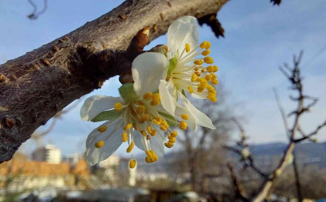 Samsun’da Erik Ağacı Aralık Ayında Çiçek Açtı