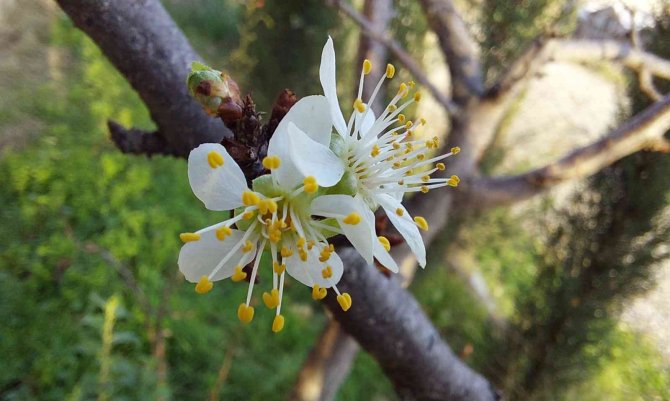 Samsun’da Erik Ağacı Aralık Ayında Çiçek Açtı