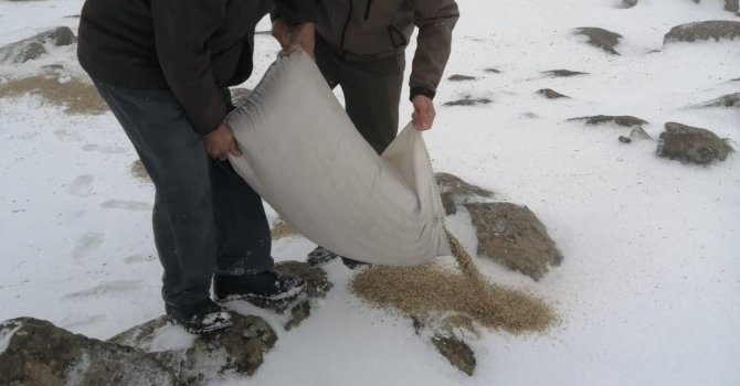 Yaban Hayatı İçin Doğaya Yem Bırakıldı
