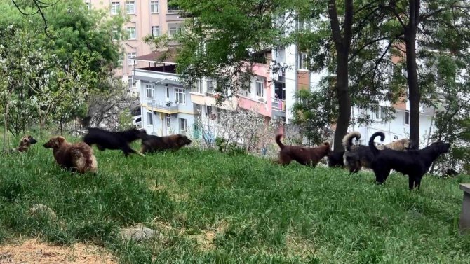 Prof. Dr. Şağdan Başkaya: “Başıboş Köpeklerle İlgili Yasal Düzenleme Şart”