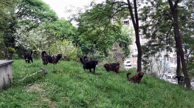 Prof. Dr. Şağdan Başkaya: “Başıboş Köpeklerle İlgili Yasal Düzenleme Şart”