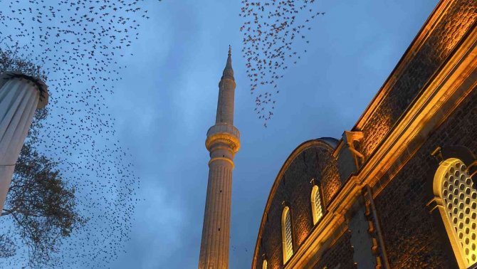 Tarihi Cami Üzerinde Sığırcıkların Görsel Şöleni