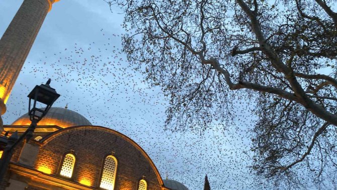 Tarihi Cami Üzerinde Sığırcıkların Görsel Şöleni