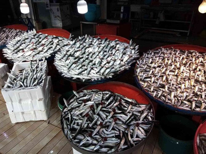 Lodos Esti, Balık Tezgâhları Şenlendi