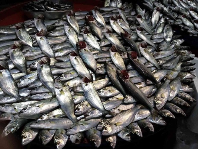 Lodos Esti, Balık Tezgâhları Şenlendi
