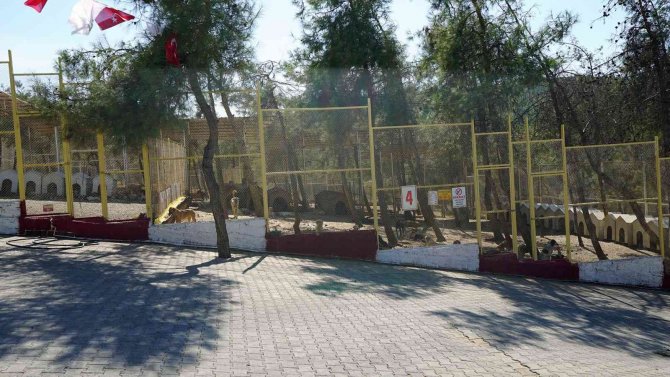 Kahramanmaraş’ta Sokak Hayvanları Toplanıyor