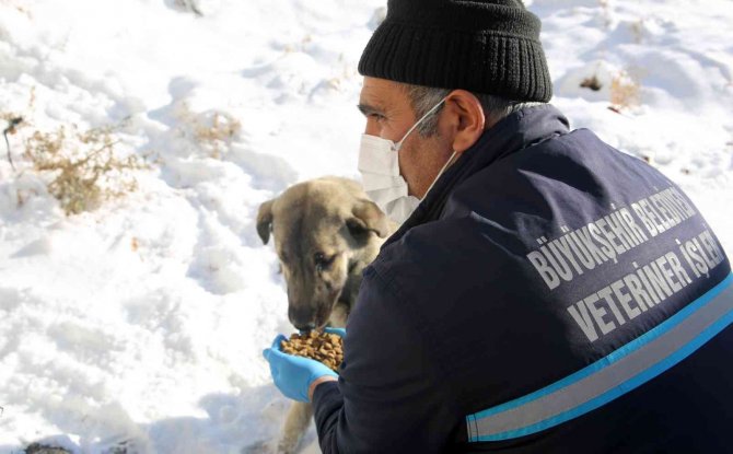Büyükşehir’in Ekipleri Yaban Hayatını Korumak İçin Doğaya Yem Bırakıyor