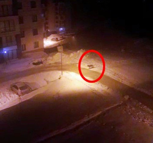 Aç Kalan Kurt Yerleşim Alanına İndi