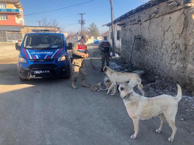 Jandarmadan Sokak Hayvanlarına Mama Ve Su Desteği