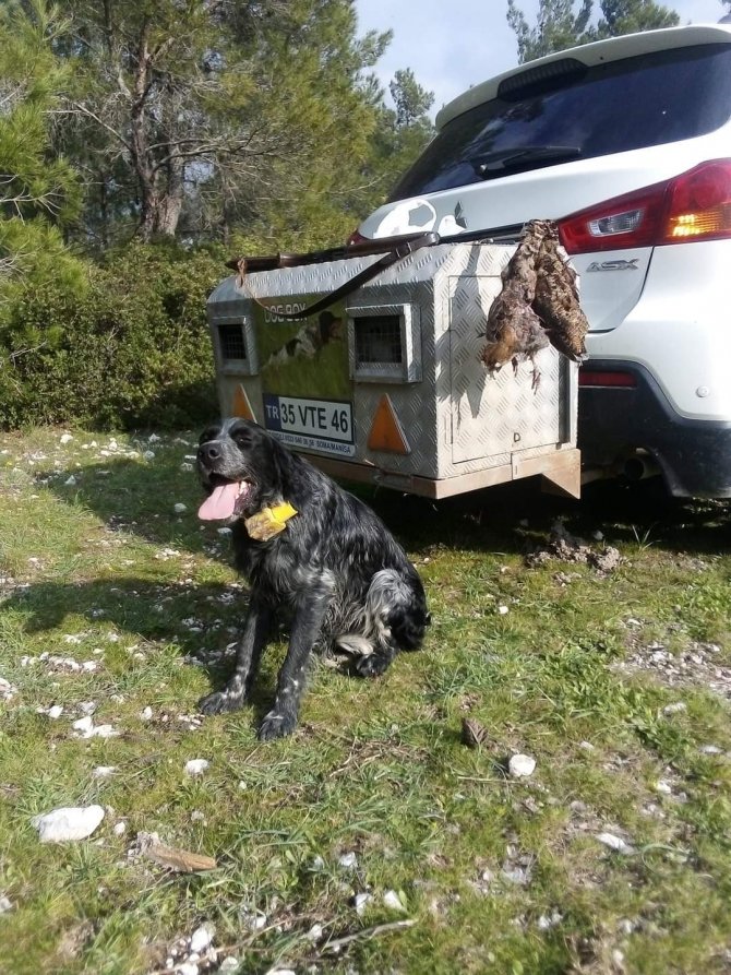 Kaybolan Av Köpeği İki Günlük Arama Sonunda Bulundu