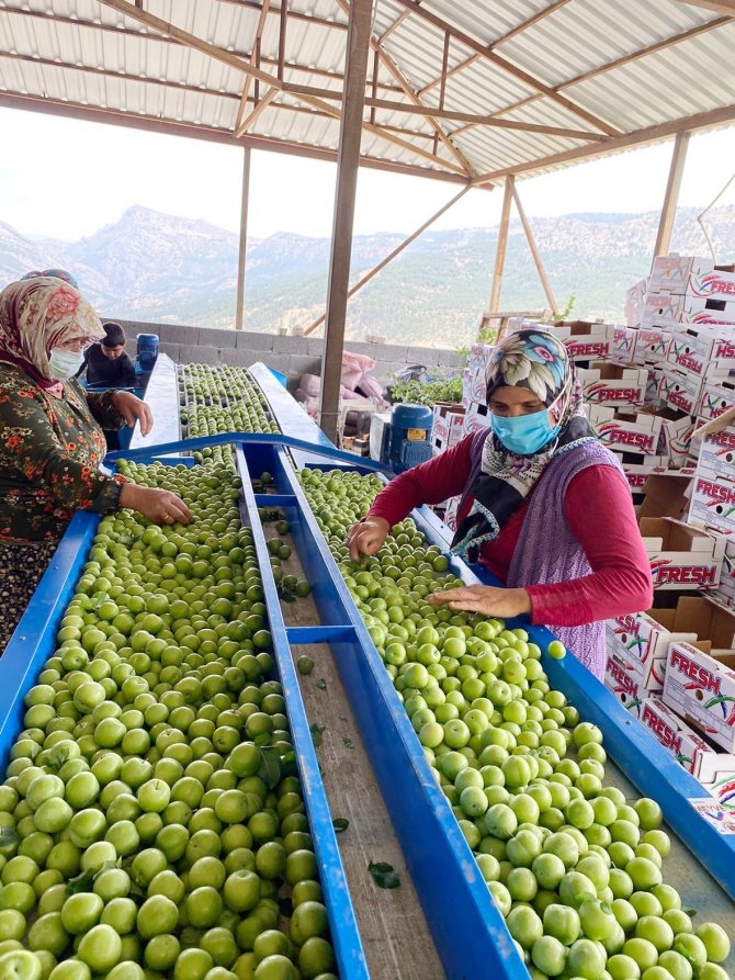 Gezende Eriği Coğrafi İşaret Tescil Belgesi Aldı