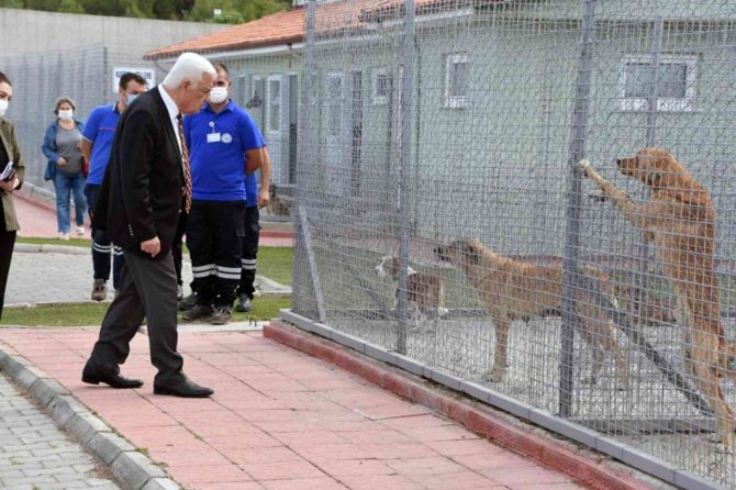 Muğla Büyükşehir Barınağında 26 Bin 529 Hayvan Tedavi Edildi