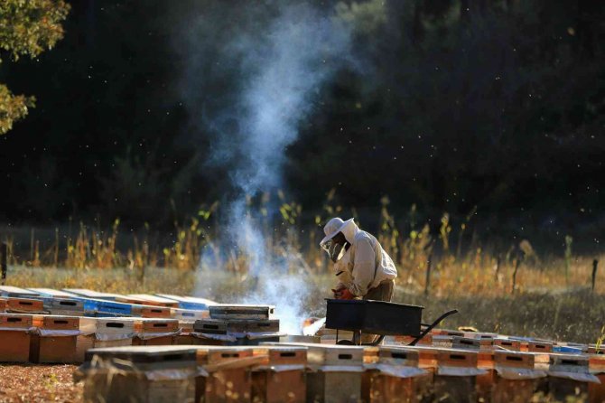 ‘Temiz Petek Projesi’ Arıcıların Yüzünü Güldürdü