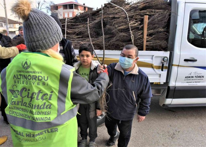 Altınordu’da 100 Bin Fidan Toprakla Buluşturuluyor