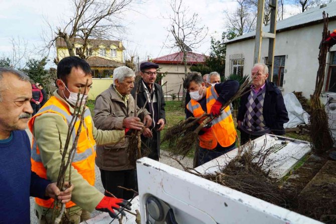 Altınordu’da 100 Bin Fidan Toprakla Buluşturuluyor