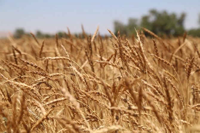 4 ‘Sogep Projesi’ Oran Koordinasyonunda Sivas’ta Yürütülmeye Başlandı