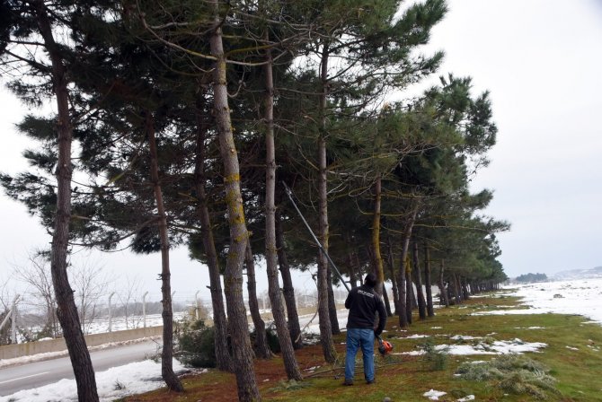 Sinop Belediyesi’nden Devrilen Ağaçlara Müdahale