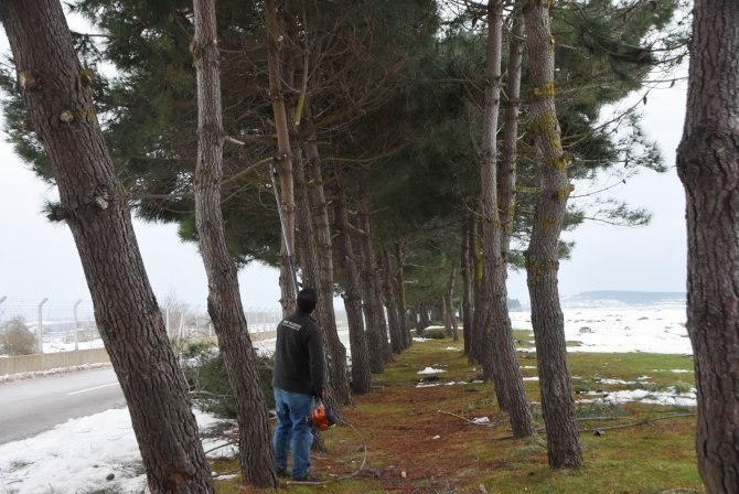 Sinop Belediyesi’nden Devrilen Ağaçlara Müdahale