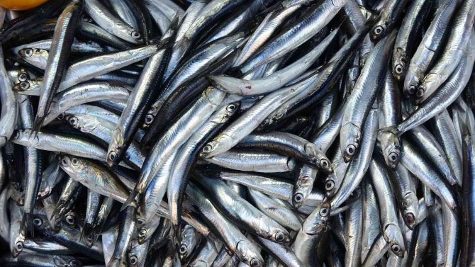 Hamsi, Tezgahları Da Terk Etti