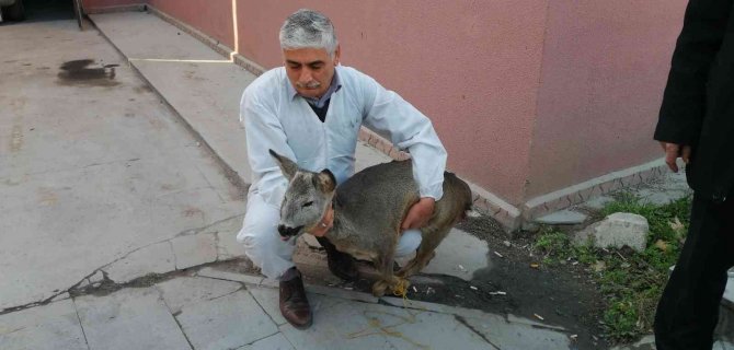Yaralı Bulunan Yavru Karaca Tedavi Altına Alındı