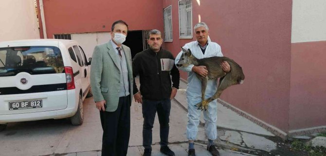Yaralı Bulunan Yavru Karaca Tedavi Altına Alındı
