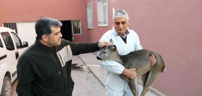 Yaralı Bulunan Yavru Karaca Tedavi Altına Alındı