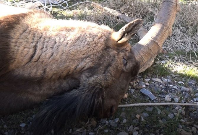 Tunceli’de Koruma Altındaki Yaban Keçisi Ölü Bulundu