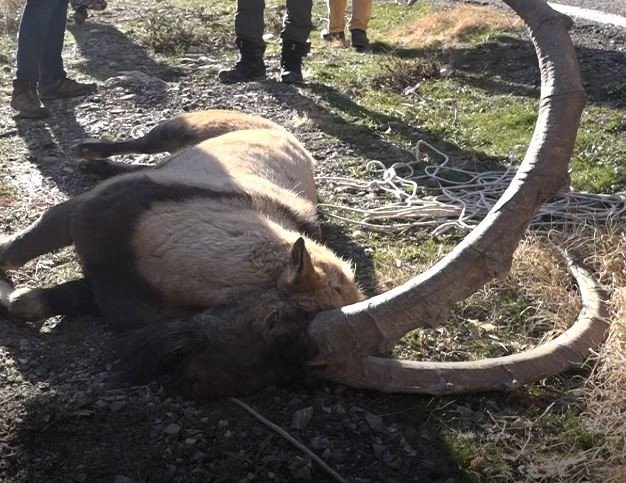 Tunceli’de Koruma Altındaki Yaban Keçisi Ölü Bulundu
