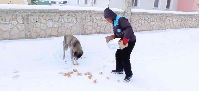 Çaldıran Belediyesi Sokak Hayvanlarını Unutmadı