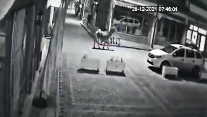 Ankara’da Aç Kalan Geyik Şehir Merkezine İndi